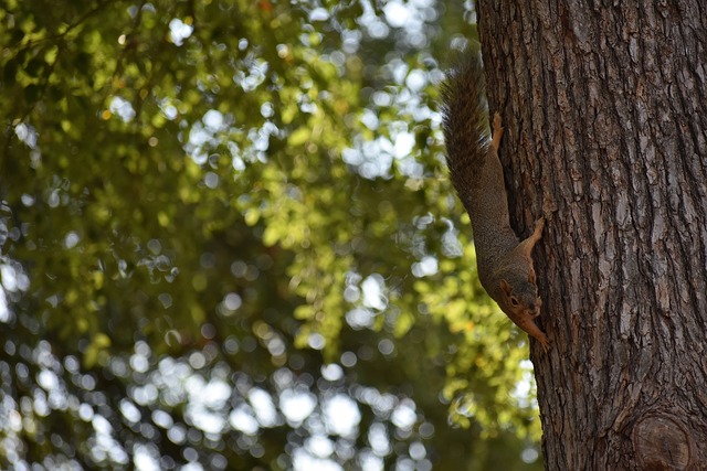 沈梓捷的重 沈梓捷的重
